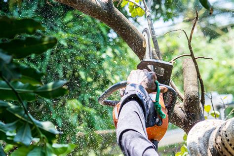 tree trimming lakeland fl